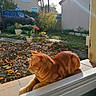 cat, ginger_cat, windowsill, garden, autumn_leaves, potted_plants, sunlight, suburban, house, car, outdoor, daytime, pet, animal, nature, fence, plant, relaxing, window, daylight