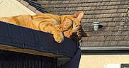 Carotte a rejoint le concours — aidez-le/la à gagner de superbes lots ! cat, ginger_cat, animal, pet, outdoor, sunlight, roof, building, canopy, paw, relaxing, daytime, sky, house, window, plant, leaf, shade, resting, feline