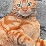 Carotte a rejoint le concours — aidez-le/la à gagner de superbes lots ! cat, ginger_cat, tabby, pet, animal, feline, whiskers, fur, outdoor, close_up, green_eyes, relaxed, lying_down, curious, street, texture, pavement, nature, portrait, cute