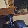 Carotte participe au concours pour gagner de l'argent avec cette photo : cat, orange_tabby, wooden_surface, leather_chair, cushion, potted_plant, indoor, living_room, decor, statue, curious, feline, furniture, home, cozy, ornament, plant, sitting, looking, animal