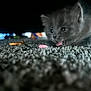 kitten, cat, carpet, tongue, pet, animal, furry, cute, indoor, floor, closeup, young, curious, small, feline, under_furniture, blurred_background, cozy, playful, soft