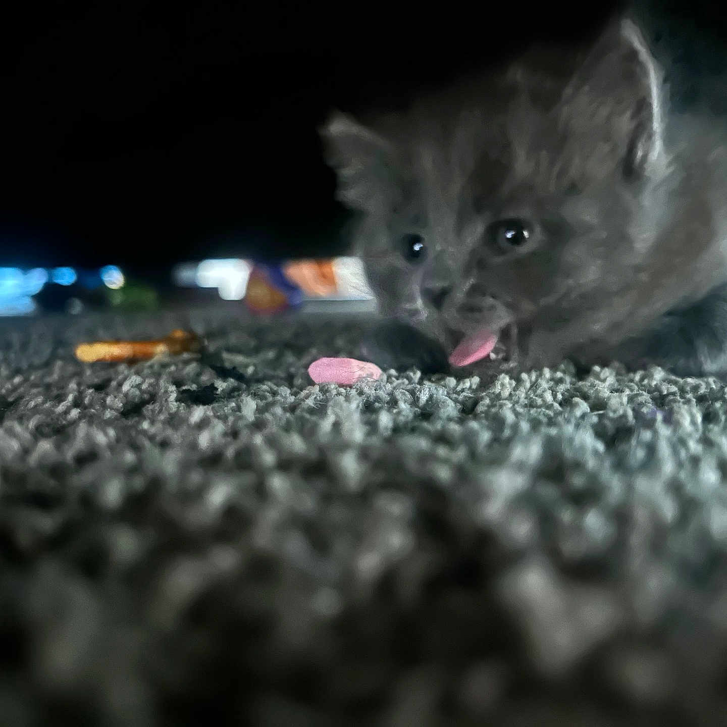 Pipy is registered to the contest to win money with this photo: animal, blurred_background, carpet, cat, closeup, cozy, curious, cute, feline, floor, furry, indoor, kitten, pet, playful, small, soft, tongue, under_furniture, young