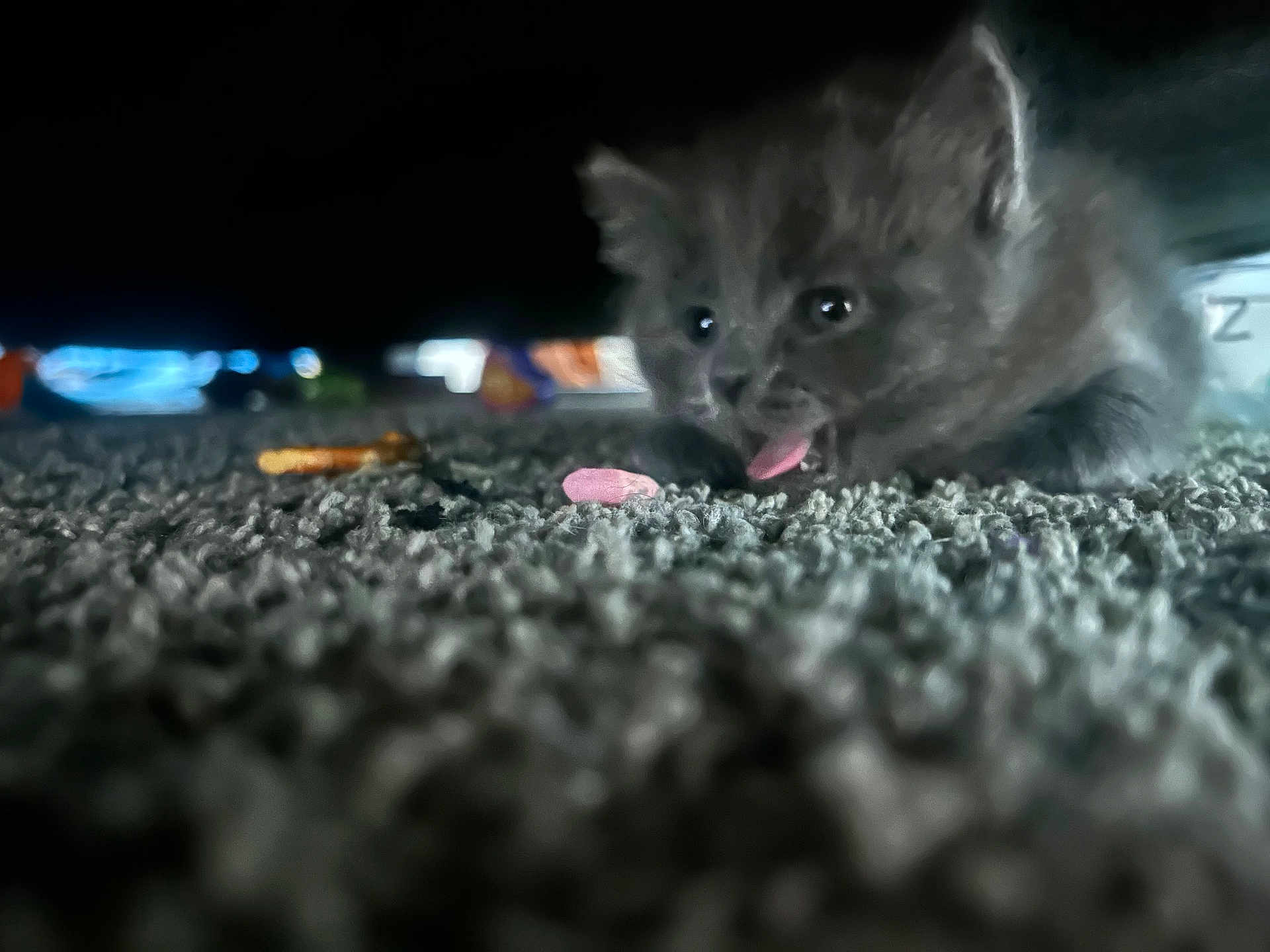 Pipy is registered to the contest to win money with this photo: kitten, cat, carpet, tongue, pet, animal, furry, cute, indoor, floor, closeup, young, curious, small, feline, under_furniture, blurred_background, cozy, playful, soft