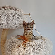 Perle participe au concours pour gagner de l'argent avec cette photo : kitten, cat, tabby, pet, fluffy, cat_tree, toy, feather, cozy, indoor, feline, curious, cute, small, fur, animal, domestic, resting, playful, home