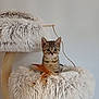 kitten, cat, tabby, pet, fluffy, cat_tree, toy, feather, cozy, indoor, feline, curious, cute, small, fur, animal, domestic, resting, playful, home