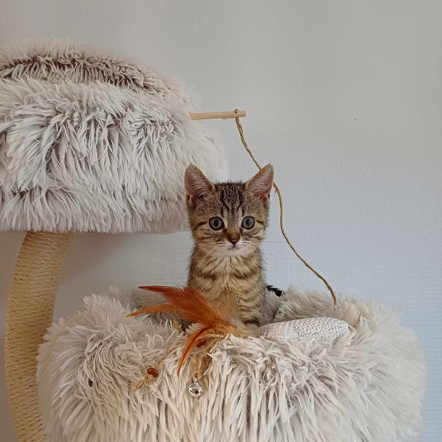 Perle participe au concours pour gagner de l'argent avec cette photo : animal, cat, cat_tree, cozy, curious, cute, domestic, feather, feline, fluffy, fur, home, indoor, kitten, pet, playful, resting, small, tabby, toy