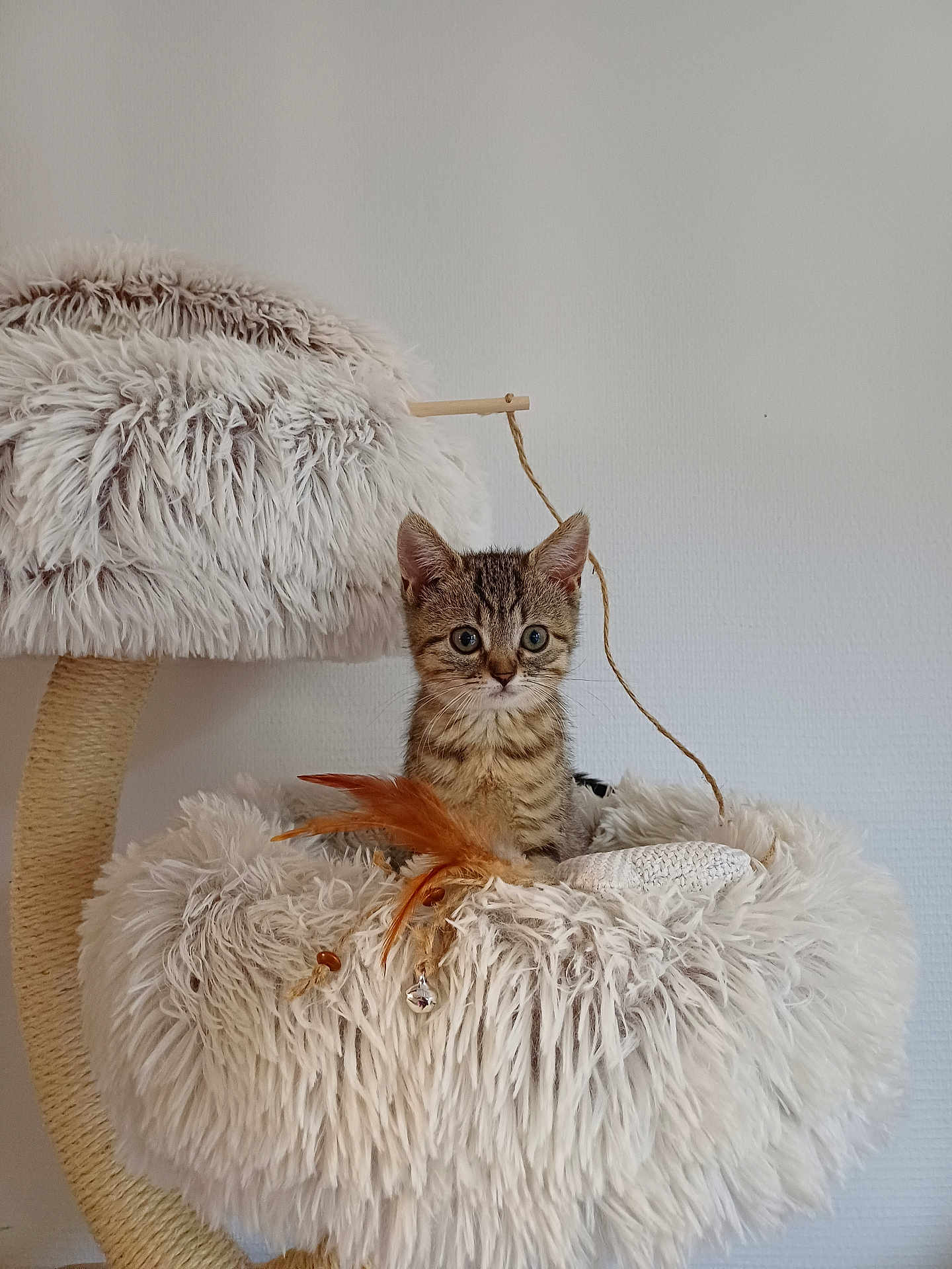Perle participe au concours pour gagner de l'argent avec cette photo : kitten, cat, tabby, pet, fluffy, cat_tree, toy, feather, cozy, indoor, feline, curious, cute, small, fur, animal, domestic, resting, playful, home