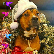 George joined the competition — help win amazing prizes! dog, christmas_hat, holiday, decorations, ornaments, tree, spiked_collar, brown_dog, festive, portrait, indoor, santa_hat, holiday_decor, colorful_birds, closeup, animal, celebration, winter, cute, pet