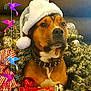 dog, christmas_hat, holiday, decorations, ornaments, tree, spiked_collar, brown_dog, festive, portrait, indoor, santa_hat, holiday_decor, colorful_birds, closeup, animal, celebration, winter, cute, pet