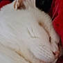 Sam participe au concours pour gagner de l'argent avec cette photo : cat, white_cat, sleeping, close_up, feline, pet, cozy, blanket, indoor, resting, fur, whiskers, cute, animal, domestic, nap, soft, relaxed, comfort, peaceful
