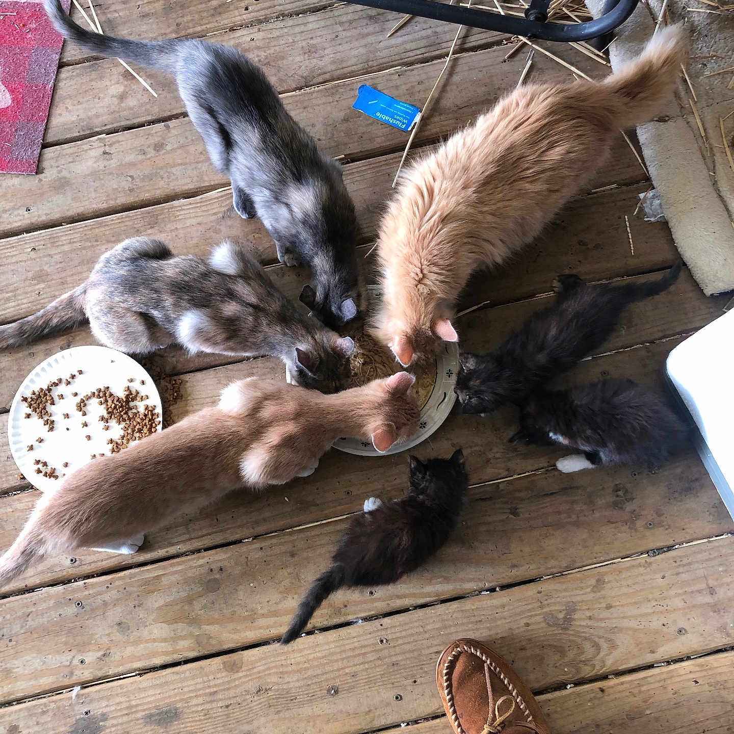 Strays