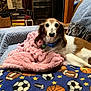 animal, basket, blanket, book, brown_and_white, collar, comfort, couch, dog, fur, furniture, home, indoor, pet, plaid, relaxed, sitting, sports_pattern, throw_blanket, tile_floor