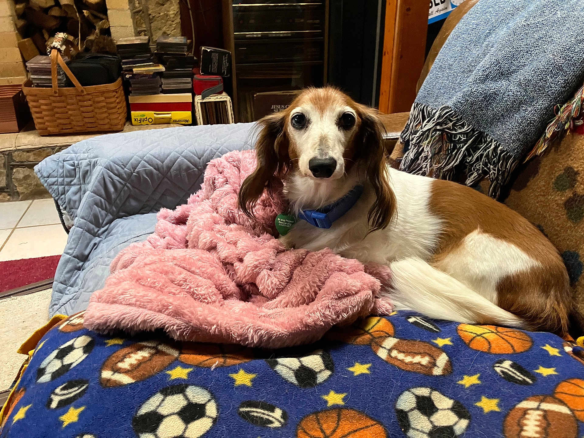 Buddy joined the competition — help win amazing prizes! dog, blanket, couch, indoor, pet, fur, basket, book, sitting, furniture, plaid, comfort, collar, tile_floor, sports_pattern, throw_blanket, brown_and_white, relaxed, home, animal