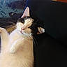 Ruby is registered to the contest to win money with this photo: cat, black_and_white, tuxedo_cat, pet, feline, close_up, portrait, lying_down, relaxed, sleepy, green_eyes, whiskers, pink_nose, white_fur, black_fur, couch, blanket, indoor, cozy, home