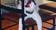 Ruby is registered to the contest to win money with this photo: cat, feline, white_cat, brown_patches, collar, sitting, paws, face, eyes, indoors, dining_room, chair, table, furniture, wooden_floor, home, portrait, flash_photography, pet, funny_pose