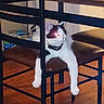 cat, feline, white_cat, brown_patches, collar, sitting, paws, face, eyes, indoors, dining_room, chair, table, furniture, wooden_floor, home, portrait, flash_photography, pet, funny_pose