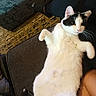 Ruby joined the competition — help win amazing prizes! cat, black_and_white_cat, pet, feline, lying_down, belly_up, raised_paws, white_fur, black_fur, whiskers, green_eyes, indoors, couch, sofa, cushion, carpet, home, relaxed, funny_pose, portrait