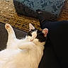 cat, black_and_white_cat, pet, feline, fluffy, lying_down, upside_down, raised_paw, relaxed, cozy, indoor, armchair, rug, human_leg, white_fur, black_fur, whiskers, ears, animal_portrait, home