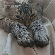 Bella participe au concours pour gagner de l'argent avec cette photo : animal, blanket, cat, close_up, cozy, cute, feline, fluffy, fur, indoor, mammal, nap, paws, pet, relaxed, resting, sleepy, soft, tabby, whiskers