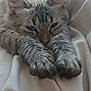 animal, blanket, cat, close_up, cozy, cute, feline, fluffy, fur, indoor, mammal, nap, paws, pet, relaxed, resting, sleepy, soft, tabby, whiskers