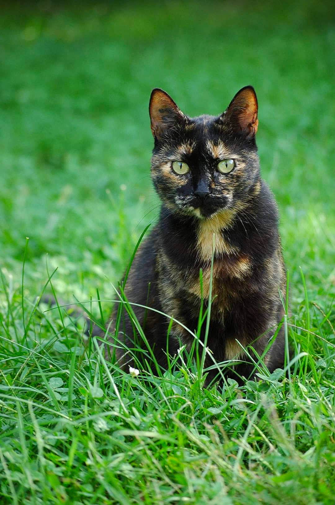 Mika a rejoint le concours — aidez-le/la à gagner de superbes lots ! art, bombay, carnivore, cat, domestic_short_haired_cat, electric_blue, eye, felidae, fur, grass, grassland, groundcover, lawn, plant, small_to_medium_sized_cats, snout, tail, terrestrial_animal, whiskers, wildlife