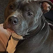 Serenitypittskey is registered to the contest to win money with this photo: animal, canine, chain_collar, close_up, companion, couch, dog, domestic, ears_up, furniture, gray_dog, household, indoor, large_dog, looking_away, loyal, pet, portrait, relaxed, white_chest