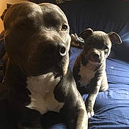 Sebastian Pitts Key is registered to the contest to win money with this photo: adult_dog, animal, blue, canine, closeup, companion, couch, cute, dog, domestic_animal, family, fur, indoor, pets, pitbull, portrait, puppy, relaxed, sitting, two_animals