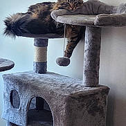 Cowboy joined the competition — help win amazing prizes! cat, tabby_cat, cat_tree, pet, feline, indoor, relaxed, perch, toy, dangling_paw, fluffy, gray, fur, animal, resting, house, cozy, sleepy, domestic, cute