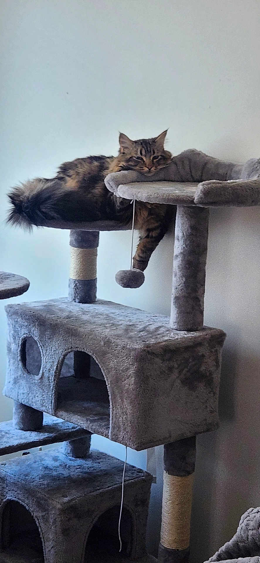 Cowboy joined the competition — help win amazing prizes! cat, tabby_cat, cat_tree, pet, feline, indoor, relaxed, perch, toy, dangling_paw, fluffy, gray, fur, animal, resting, house, cozy, sleepy, domestic, cute