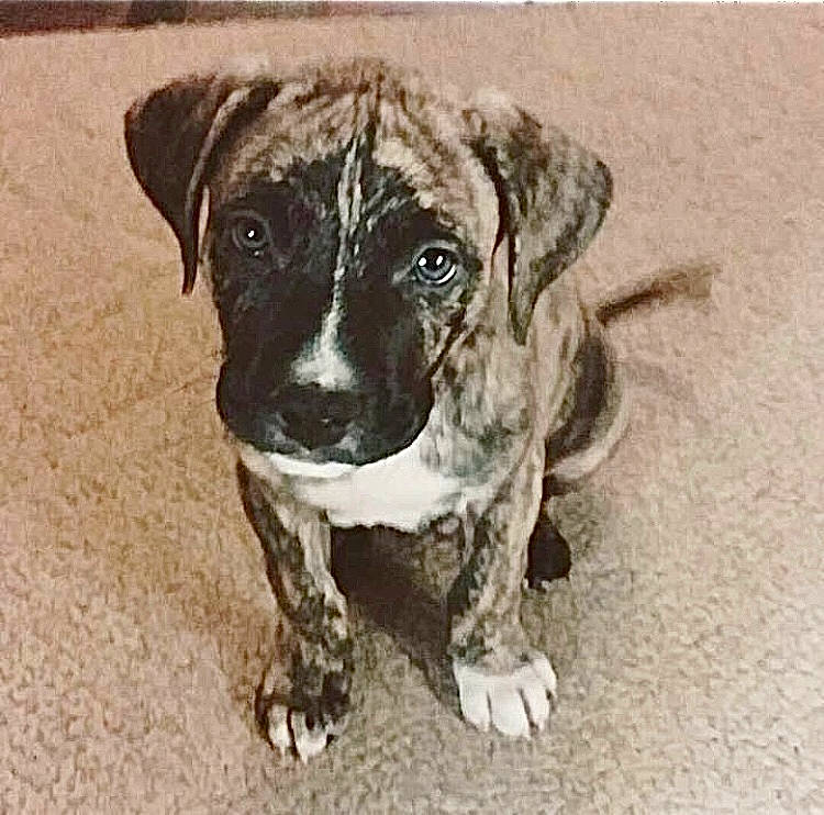 Gabriel joined the competition — help win amazing prizes! ancient_dog_breeds, art, canidae, carnivore, companion_dog, dog, dog_breed, fawn, guard_dog, hunting_dog, non_sporting_group, paw, puppy, snout, sporting_group, street_dog, terrestrial_animal, whiskers, working_animal, working_dog