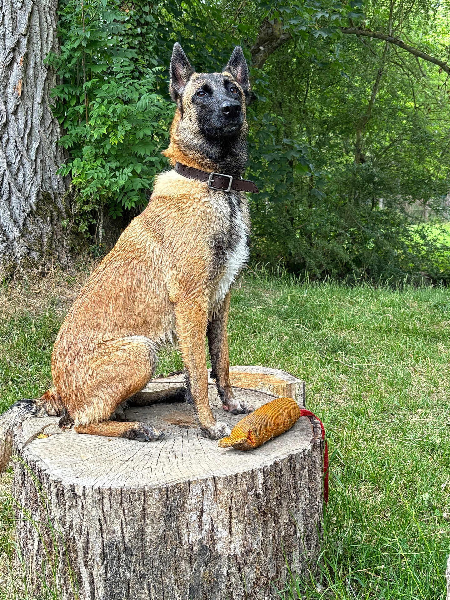 Urban participe au concours pour gagner de l'argent avec cette photo : dog, canine, tree_stump, outdoor, grass, greenery, toy, collar, alert, animal, nature, forest, pet, sitting, brown_fur, black_muzzle, ears_up, daylight, portrait, watchful