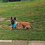 Urban participe au concours pour gagner de l'argent avec cette photo : dog, grass, bandana, outdoor, animal, pet, brown, black, canine, lawn, relaxed, alert, nature, yard, sidewalk, pavement, quiet, leisure, resting, summer