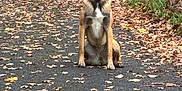 Urban a rejoint le concours — aidez-le/la à gagner de superbes lots ! dog, german_shepherd, sitting, path, autumn, fallen_leaves, outdoor, nature, forest, tongue_out, ears_up, canine, animal, pet, fall_foliage, road, smiling, mammal, walk, daylight