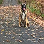 dog, german_shepherd, sitting, path, autumn, fallen_leaves, outdoor, nature, forest, tongue_out, ears_up, canine, animal, pet, fall_foliage, road, smiling, mammal, walk, daylight