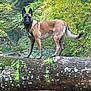 dog, forest, tree_trunk, nature, outdoor, animal, canine, greenery, woods, standing, alert, poised, moss, bark, leafy, daylight, wildlife, brown_fur, black_mask, collar