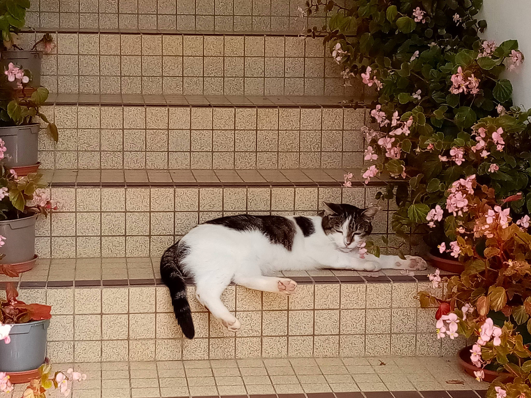 Olla a rejoint le concours — aidez-le/la à gagner de superbes lots ! carnivore, cat, companion_dog, door, felidae, flooring, flower, fur, grass, houseplant, petal, plant, porch, small_to_medium_sized_cats, tail, tree, wall, whiskers, window, wood