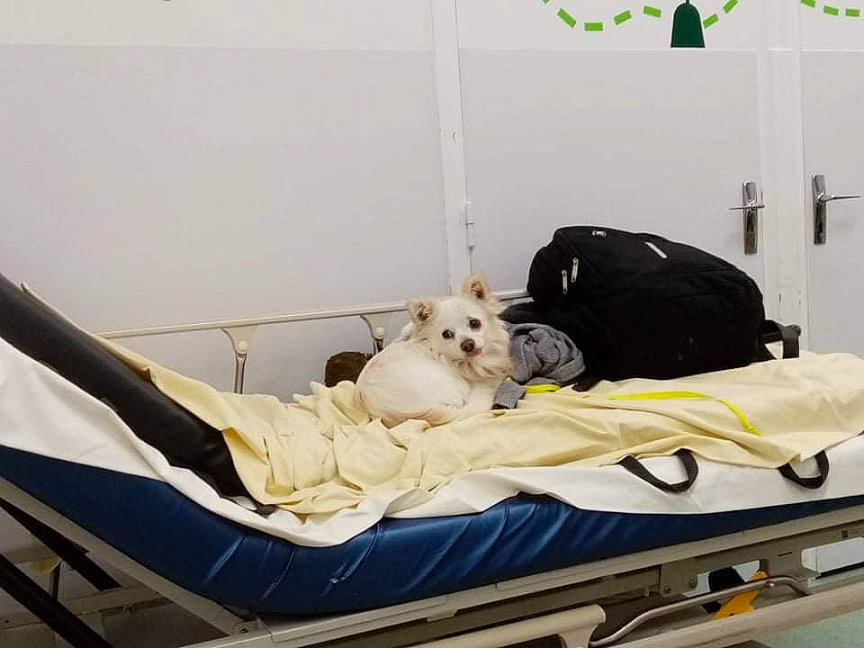 Pacha participe au concours pour gagner de l'argent avec cette photo : baby_products, bed, bedding, canidae, carnivore, comfort, companion_dog, couch, dog, dog_breed, dog_supply, infant_bed, linens, pet_supply, product, sporting_group, stuffed_toy, toy, toy_dog, working_animal