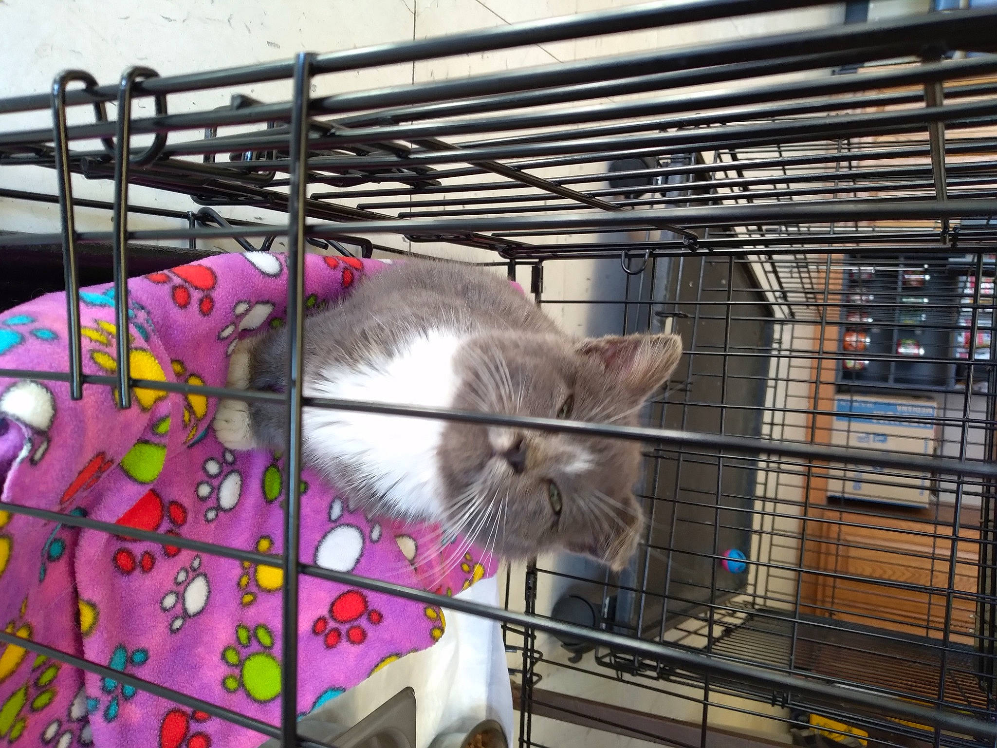 Benny joined the competition — help win amazing prizes! animal_shelter, box, cage, carnivore, cat, domestic_short_haired_cat, fawn, felidae, fur, kennel, metal, pet_supply, service, small_to_medium_sized_cats, snout, whiskers