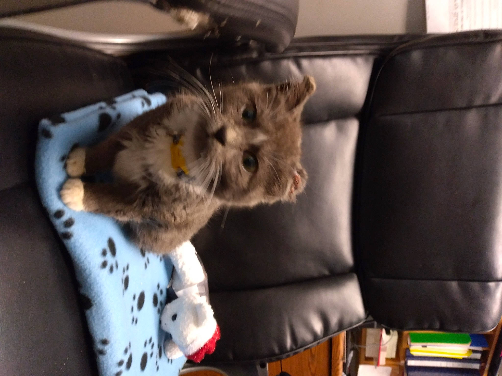 Benny is registered to the contest to win money with this photo: auto_part, canidae, car_seat, car_seat_cover, carnivore, comfort, companion_dog, dog_breed, family_car, fawn, felidae, fur, head_restraint, paw, small_to_medium_sized_cats, sporting_group, tail, toy_dog, vehicle, whiskers