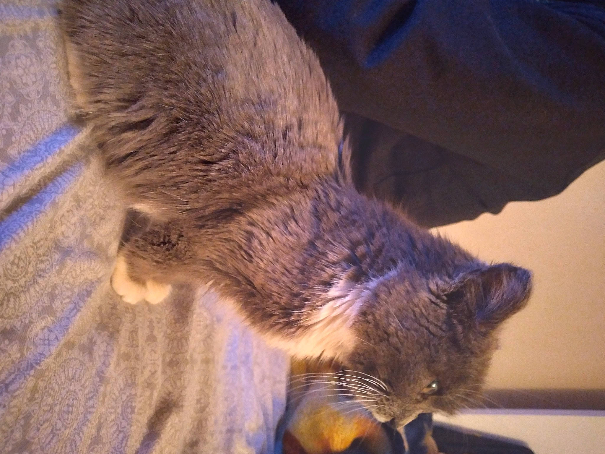 Benny is registered to the contest to win money with this photo: canidae, carnivore, cat, claw, domestic_short_haired_cat, electric_blue, fawn, felidae, fur, human_leg, nap, paw, small_to_medium_sized_cats, tail, terrestrial_animal, whiskers, wood