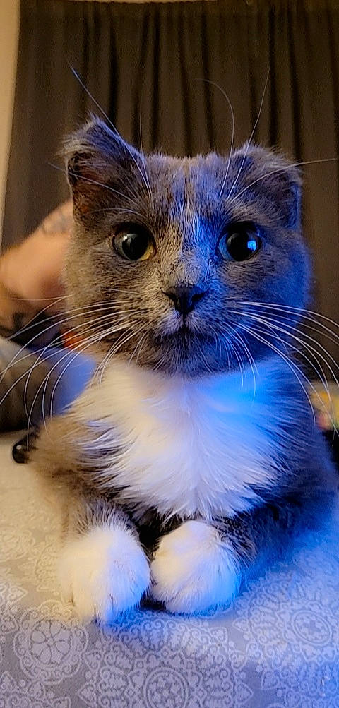 Benny joined the competition — help win amazing prizes! carnivore, cat, claw, domestic_short_haired_cat, electric_blue, event, fawn, felidae, fur, iris, paw, rodent, small_to_medium_sized_cats, snout, terrestrial_animal, whiskers, wildlife