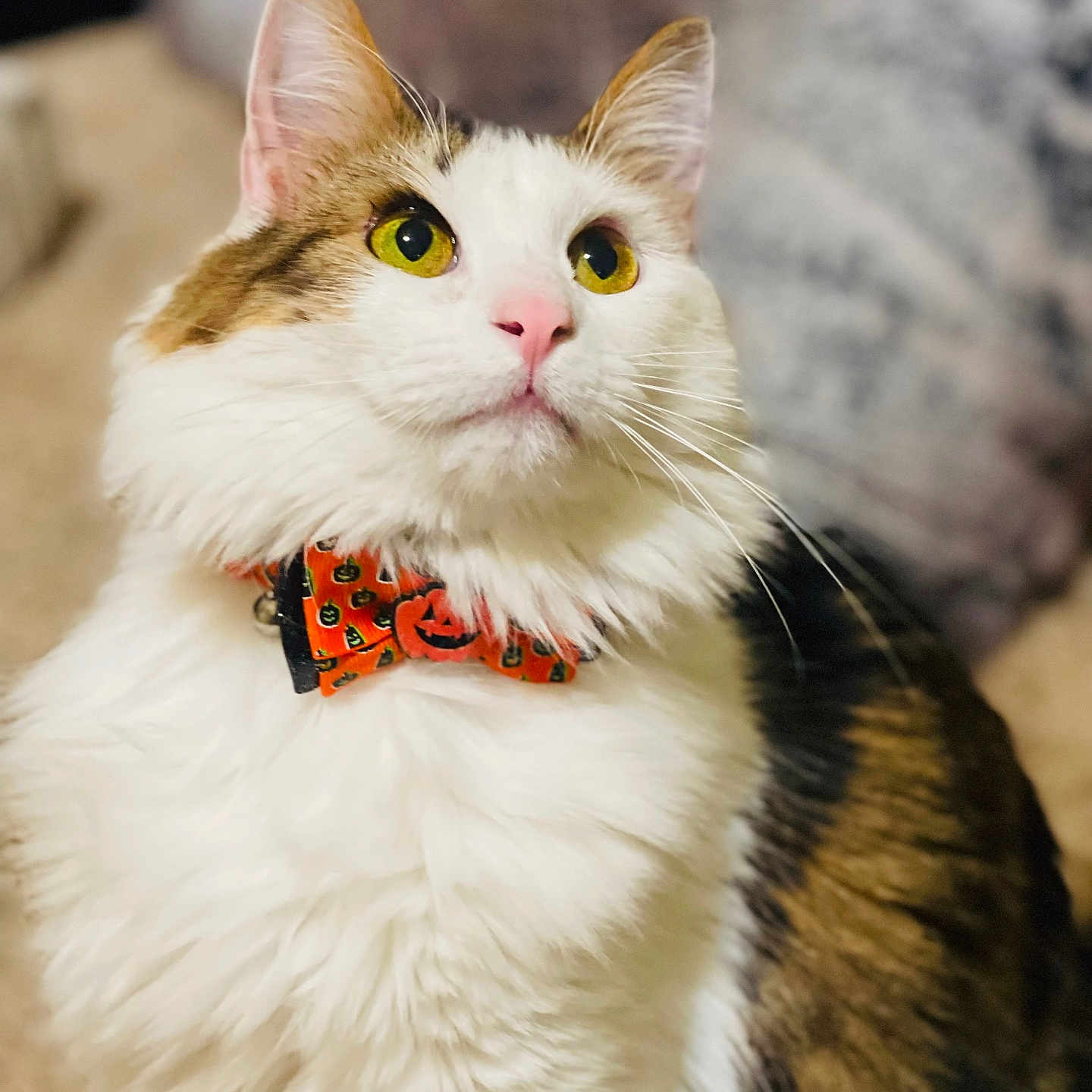 Tavola is registered to the contest to win money with this photo: abyssinian, accessories, angora, animal, bodypart, cat, collar, formalwear, hardwood, kitten, leash, manx, mouth, person, pet, siamese, snout, strap, tie, white