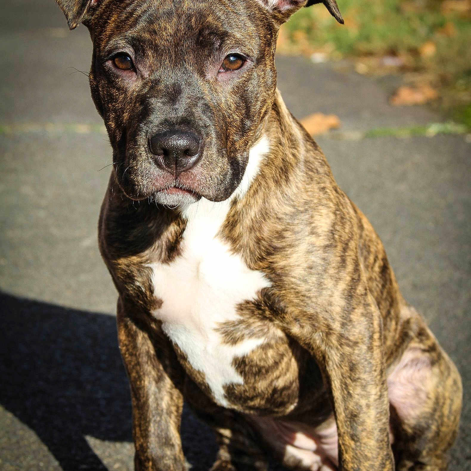 Dizzie