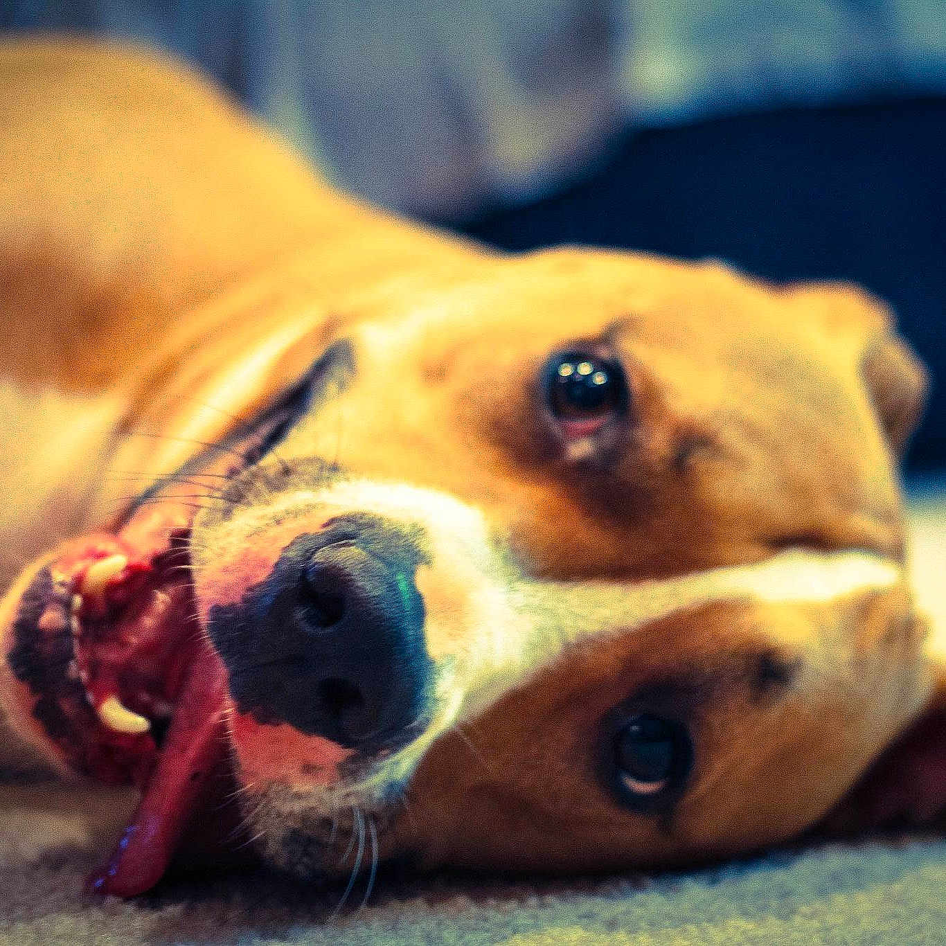 Tripp joined the competition — help win amazing prizes!