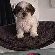 Tao a rejoint le concours — aidez-le/la à gagner de superbes lots ! puppy, dog, small_dog, pet, towel, bathtub, water, heart_sticker, marble_wall, curtain, indoor, cute, fluffy, white_fur, brown_fur, sitting, portrait, wet_nose, towel_surface, bathroom