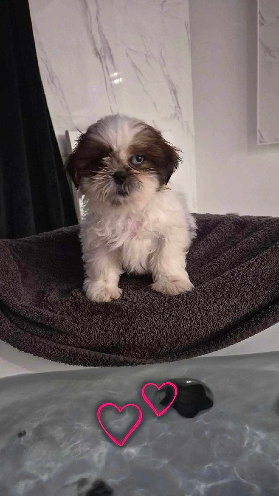 Tao a rejoint le concours — aidez-le/la à gagner de superbes lots ! puppy, dog, small_dog, pet, towel, bathtub, water, heart_sticker, marble_wall, curtain, indoor, cute, fluffy, white_fur, brown_fur, sitting, portrait, wet_nose, towel_surface, bathroom