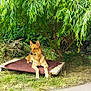 animal, blanket, canine, dog, ears, fur, garden, german_shepherd, grass, greenery, nature, outdoor, park, pet, quiet, relaxing, shade, sunlight, tree, wooden_pallet