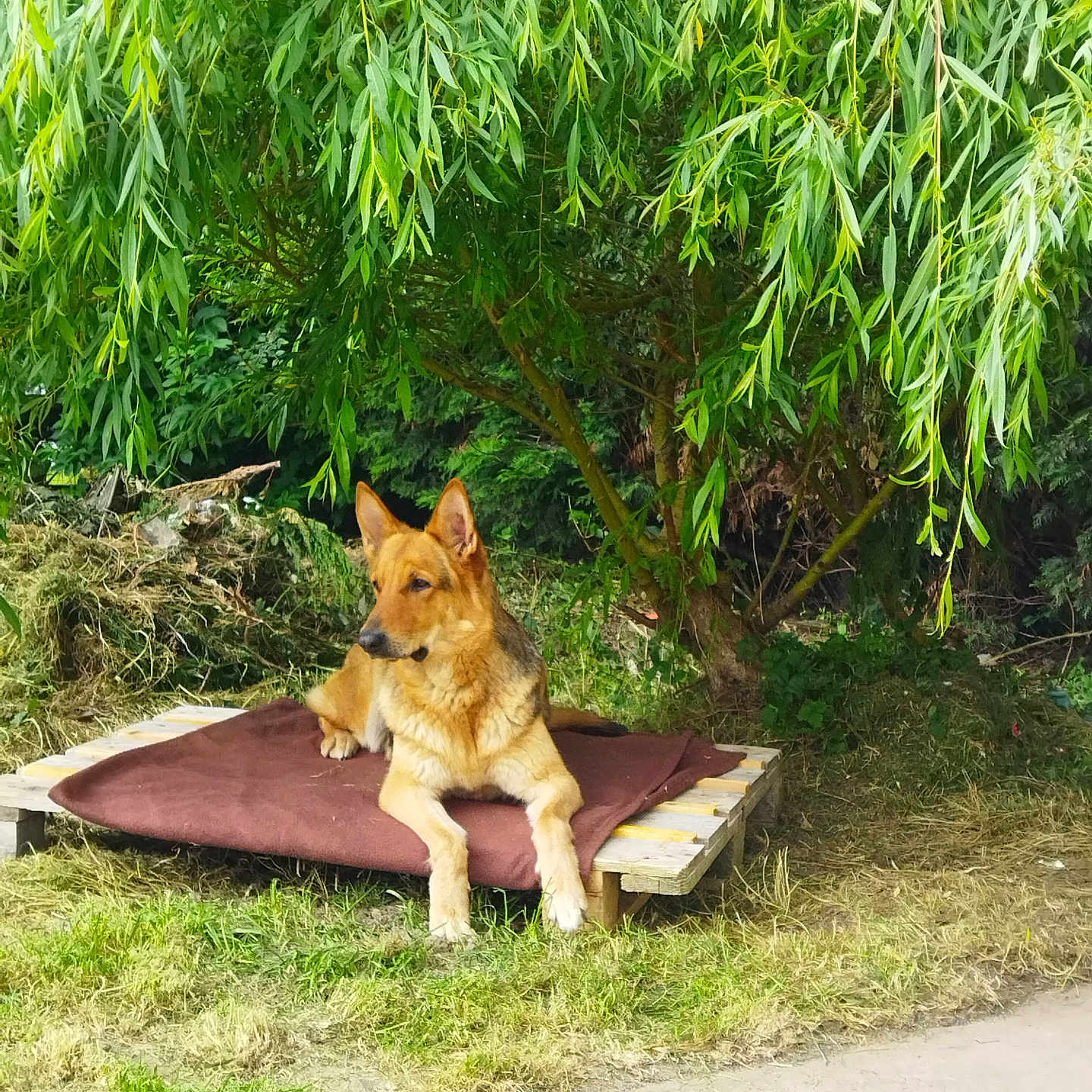Bella a rejoint le concours — aidez-le/la à gagner de superbes lots ! animal, blanket, canine, dog, ears, fur, garden, german_shepherd, grass, greenery, nature, outdoor, park, pet, quiet, relaxing, shade, sunlight, tree, wooden_pallet