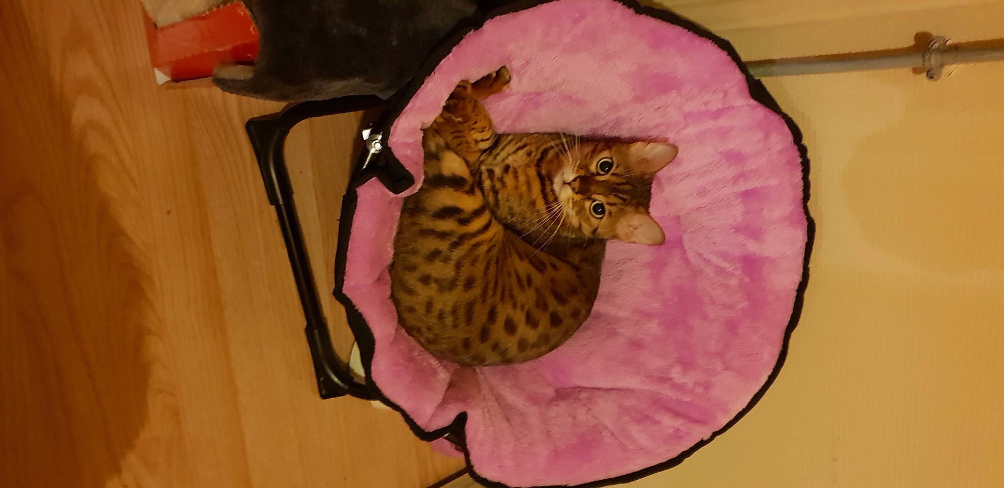 Nala participe au concours pour gagner de l'argent avec cette photo : carnivore, cat, comfort, felidae, fur, hardwood, linens, magenta, pattern, purple, sleeve, small_to_medium_sized_cats, snout, terrestrial_animal, toy, vase, whiskers, wood