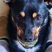 Milo is registered to the contest to win money with this photo: dog, tennis_ball, pet, close_up, black_fur, brown_markings, indoor, animal, cute, playful, face, mouth, fur, ears, toy, looking_at_camera, domestic_animal, companion, canine, expression